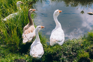 Geese near the pond