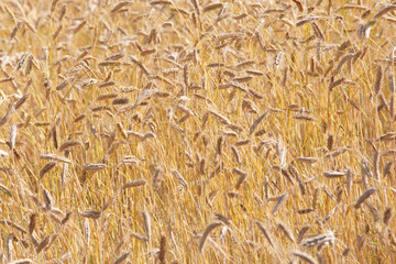 Wheat field