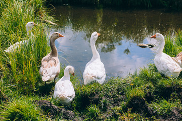 Geese near the pond