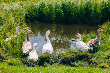 Geese near the pond