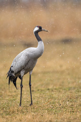 Crane in the wild