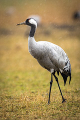 Crane in the wild
