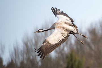 Crane in the wild