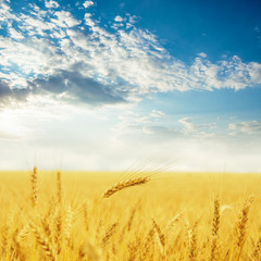 Naklejka premium field with golden crop and sunset in clouds over it