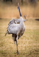 Crane in the wild