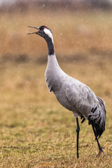 Obraz premium Crane in the wild