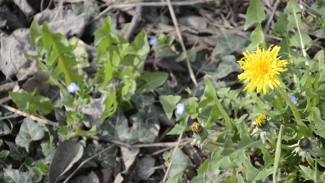 Taraxacum officinale Dandelion Tarassaco Gew&ouml;hnlicher L&ouml;wenzahn Achicoria amarga Diente de le&oacute;n Hadubellmout Mniszek pospolity Meacamas Одуванчик лекарственный 西洋蒲公英 Karahindiba طرخشقون مخزني  