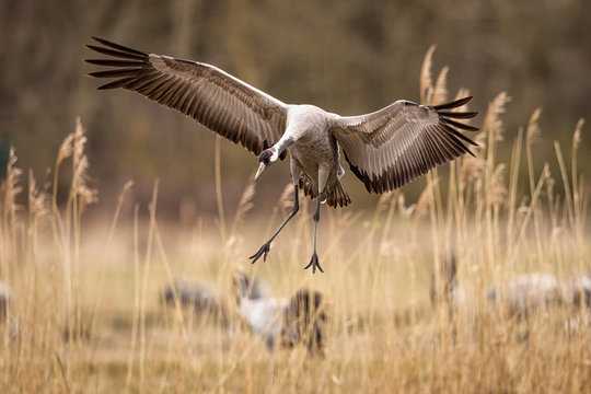 Crane in the wild