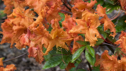 Blossoming rhododendron in the  garden