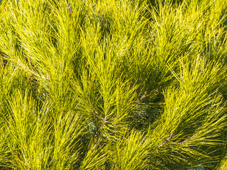 Natural texture of pine needles