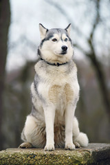 Grey Siberian Husky dog with different eyes posing on an old stone wall in winter