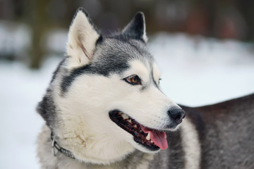 The portrait of a grey Siberian Husky dog with brown eyes staying outdoors in winter