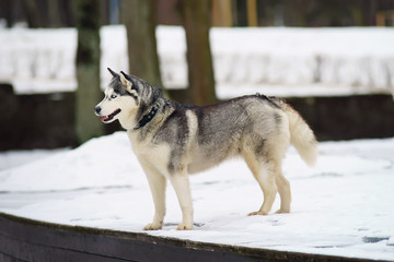 Grey Siberian Husky dog with blue eyes staying outdoors on a snow