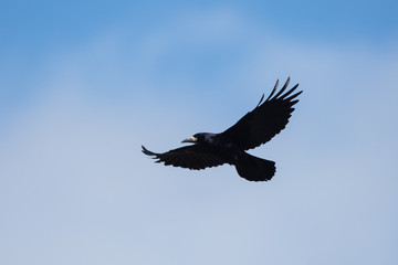 Rook, Corvus frugilegus
