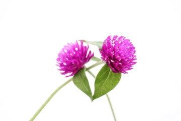 Pink flowers isolated