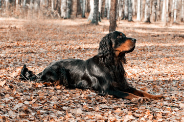 Dog  Setter Gordon lying on autumn dry leaves