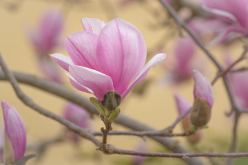 Fototapeta na wymiar The flower magnolias