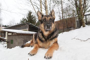 The old mongrel dog lying in the snow