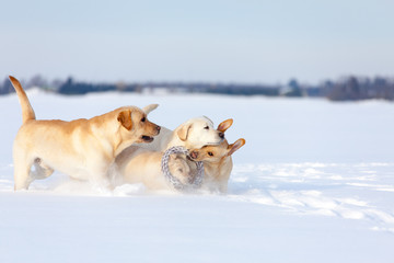 Labrador Retrievers playing on white snow
