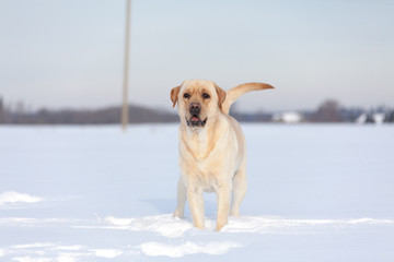 Labrador Retrievers playing on white snow
