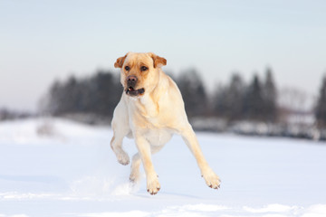 Labrador Retrievers playing on white snow
