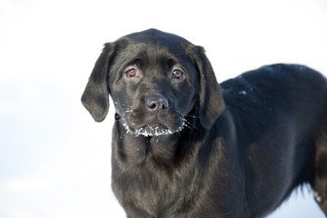 Labrador Retrievers playing on white snow