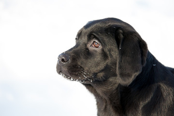 Labrador Retrievers playing on white snow