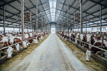 Breeding of cows in free livestock stall 