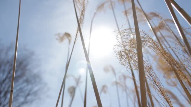 A peaceful happy setting of pampus grass on a bright blue sky background