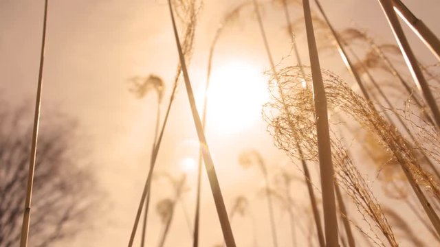 Pampus grass is shooting toward the sky on amber backdrop.  A nature shot for any film or other project