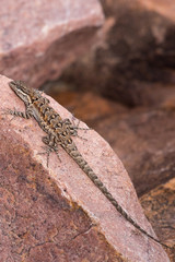Watchful Gecko on Rock Sunning, Arizona, USA, horizontal