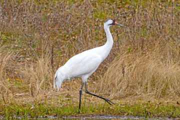 Whooping Crane by a Wetland Pond
