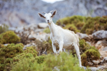 Fototapeta premium Young white goat in mountains on coast