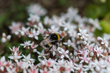 A macro shot of a bumblebee collecting pollen from a white flowers