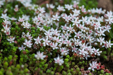Summer blooming small white flowers as a background, selective focus, blurred