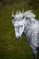 Portrait of Dapple Grey Horse with a long mane fluttering in the wind on the green blurred background.
