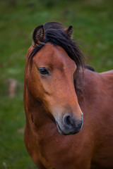 Obraz premium Portrait of Bay horse with a long mane fluttering in the wind on the green blurred background.