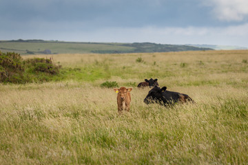 Red calf portrait with an black calf in the background