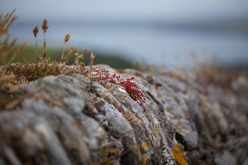 Summer flowers blooming on the rocks, background, selective focus, blurred