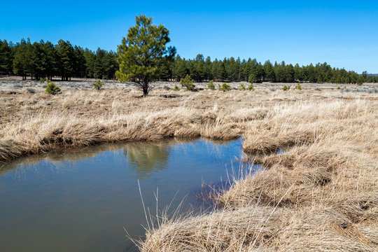 Lake Mary Arizona