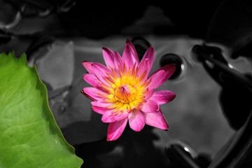 Lotus flower in the pond
