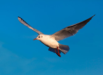 Gull in Flight