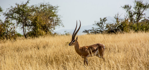 Male Grant's Gazelle in the African Savannah surrounded by a field of dry grass