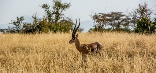 Male Grant's Gazelle in the African Savannah surrounded by a field of dry grass