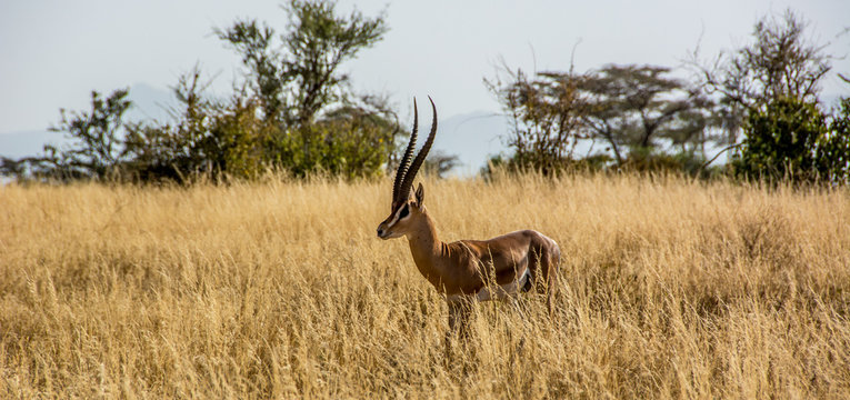 Fototapeta Male Grant's Gazelle in the African Savannah surrounded by a field of dry grass