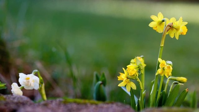 narcissus and easter eggs on the spring background