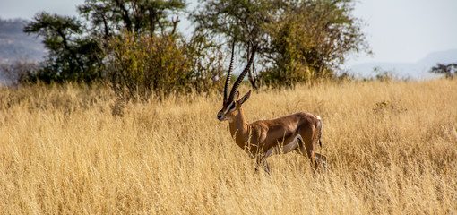 Male Grant's Gazelle in the African Savannah surrounded by a field of dry grass