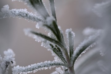 Icy Plant