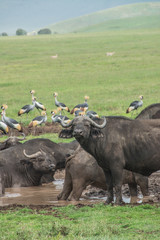 Herd of African Cape Buffalo in the African Savannah