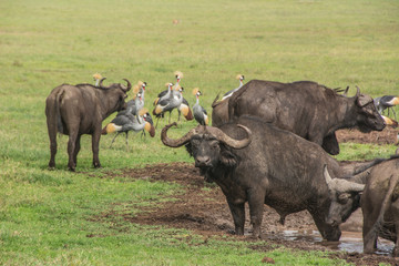 Herd of African Cape Buffalo in the African Savannah